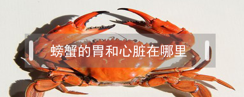 螃蟹冷冻保存可以内脏吃吗_螃蟹冷冻保存可以内脏吃嘛_